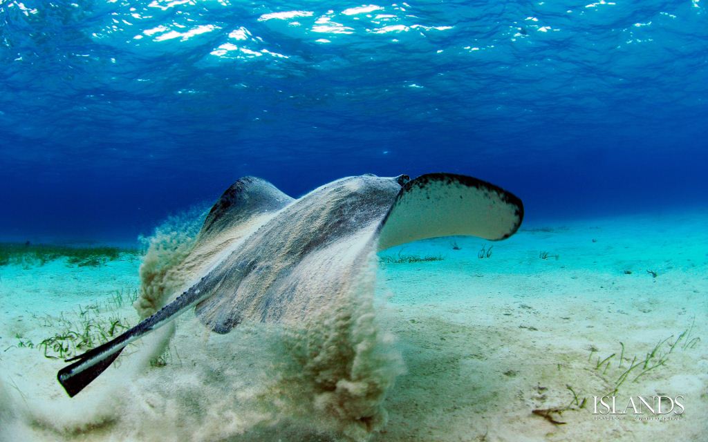 Stingray encounter in the Cayman Islands - Credit Ty Sawyer