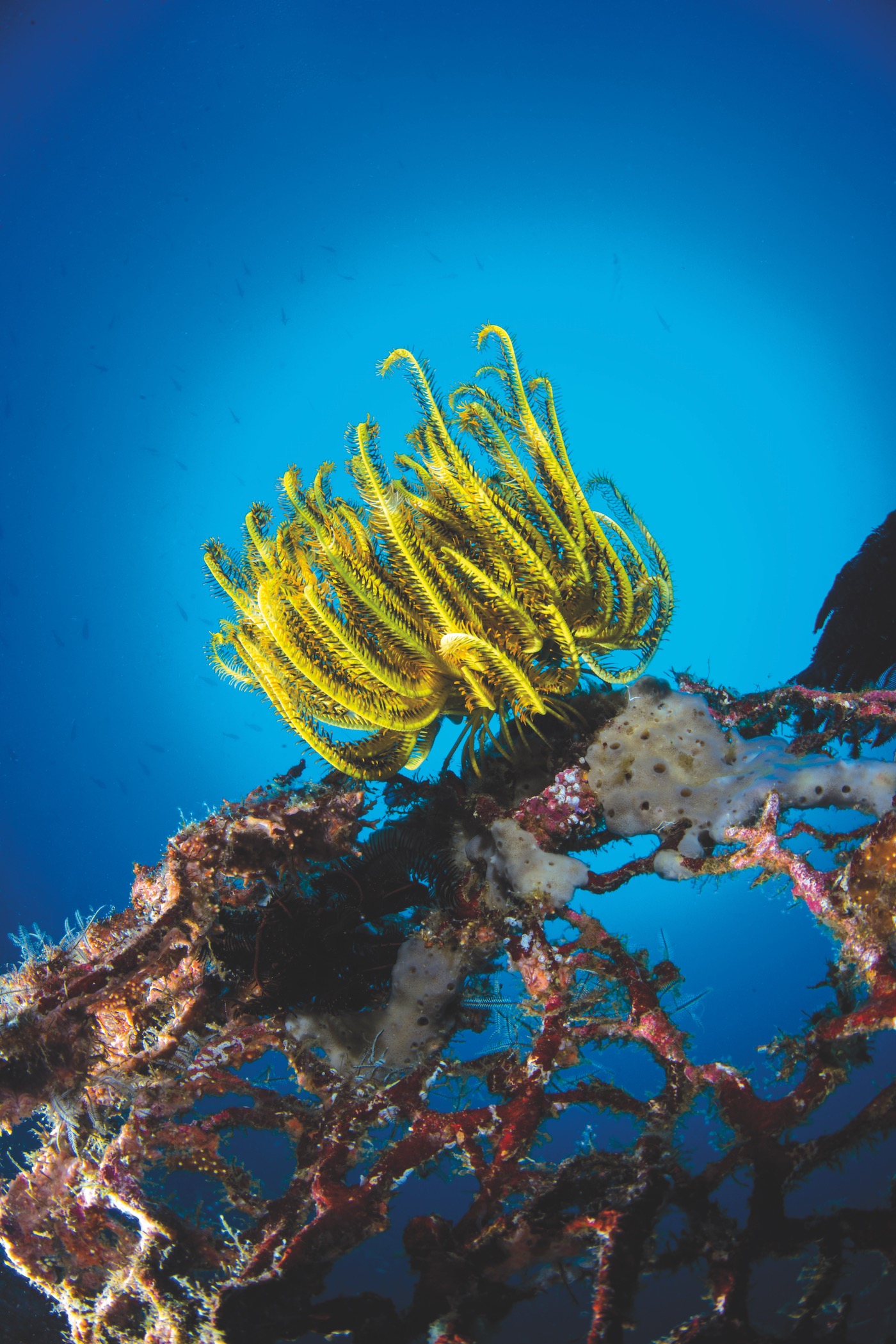 [SY-OCEAN-PURE]-12886-25.jpg