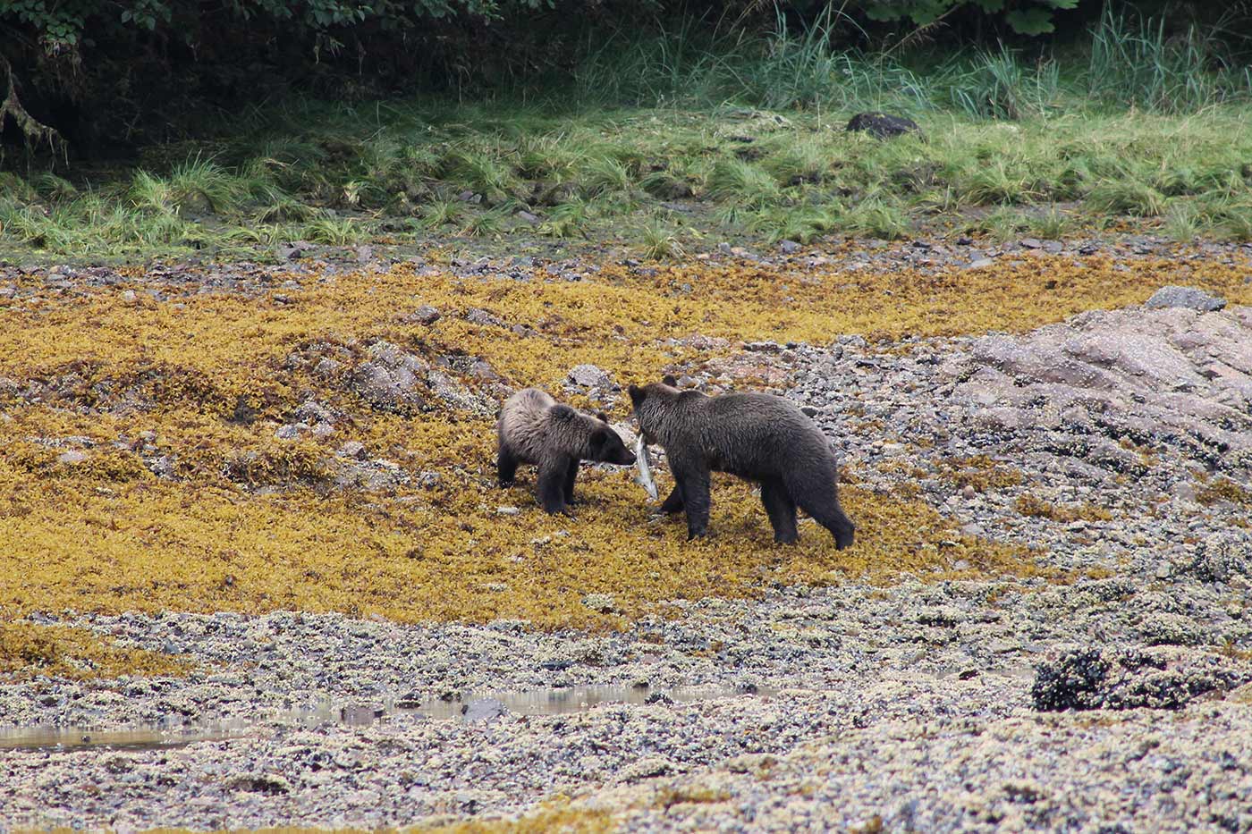 Alaska 1.jpg