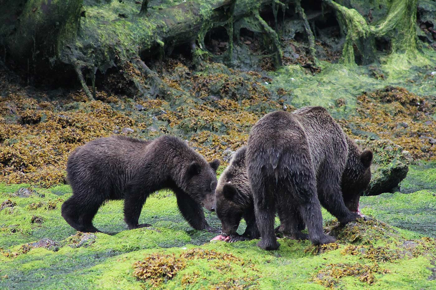 Alaska 4.jpg