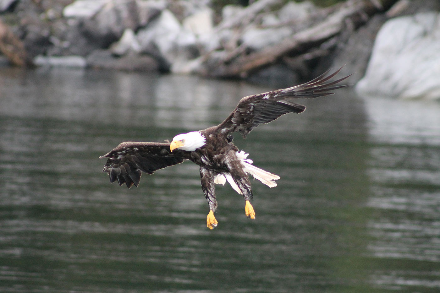 Alaska charters 1.jpg