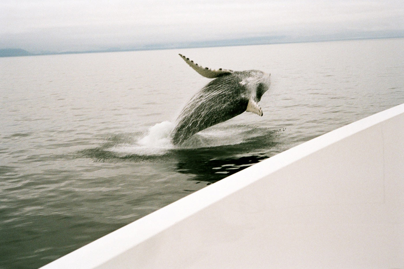 Alaska charters 10.jpg