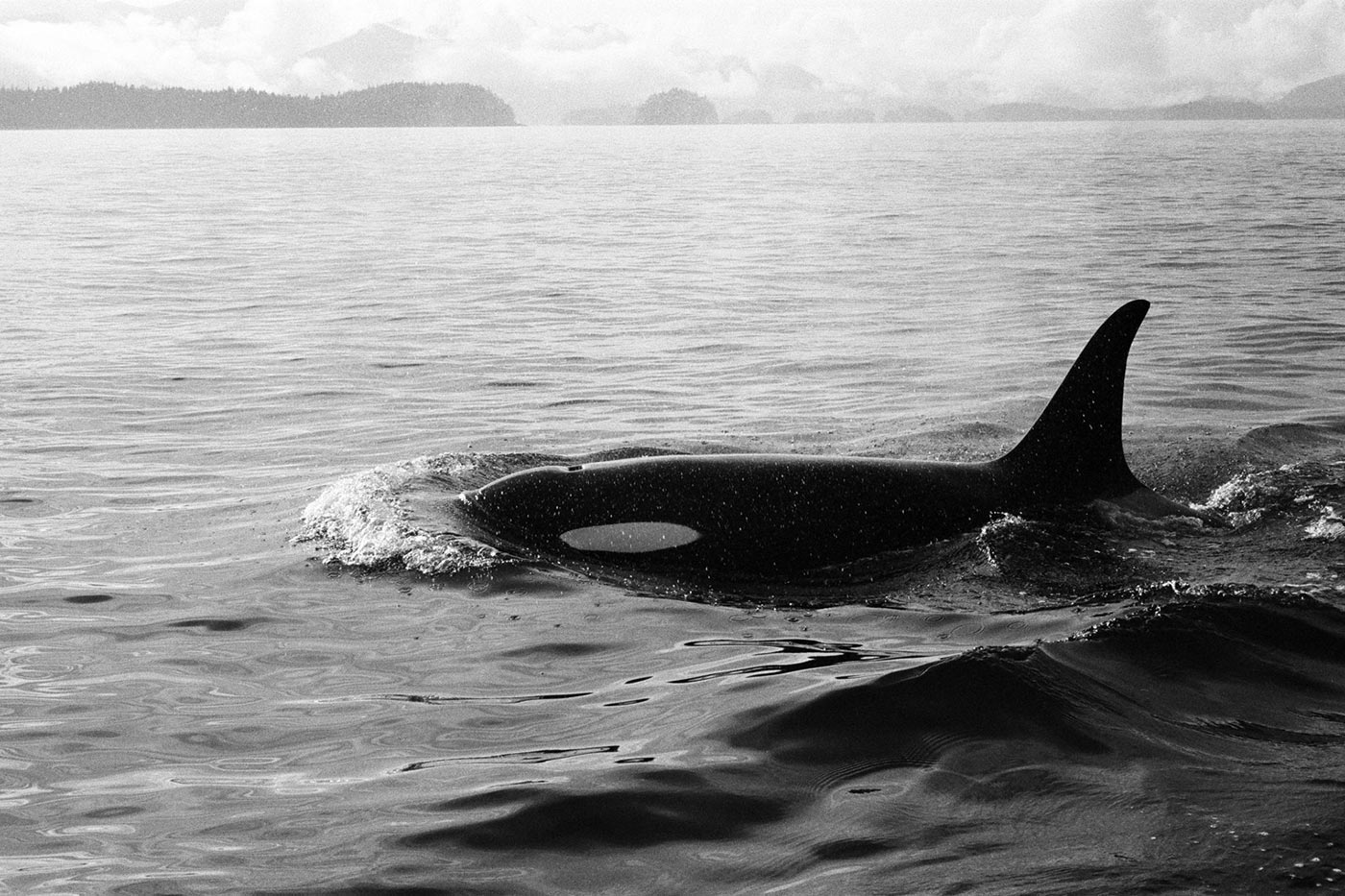 Alaska charters 12.jpg