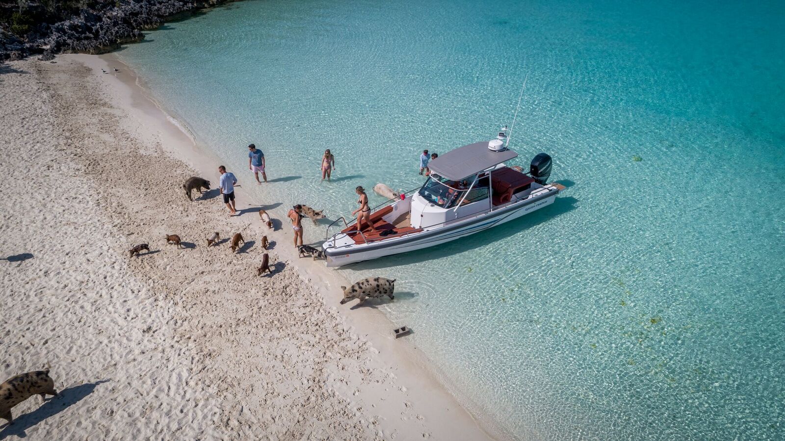 Blue Gryphon yacht charter experience - Swimming With Pigs In The Bahamas.jpg