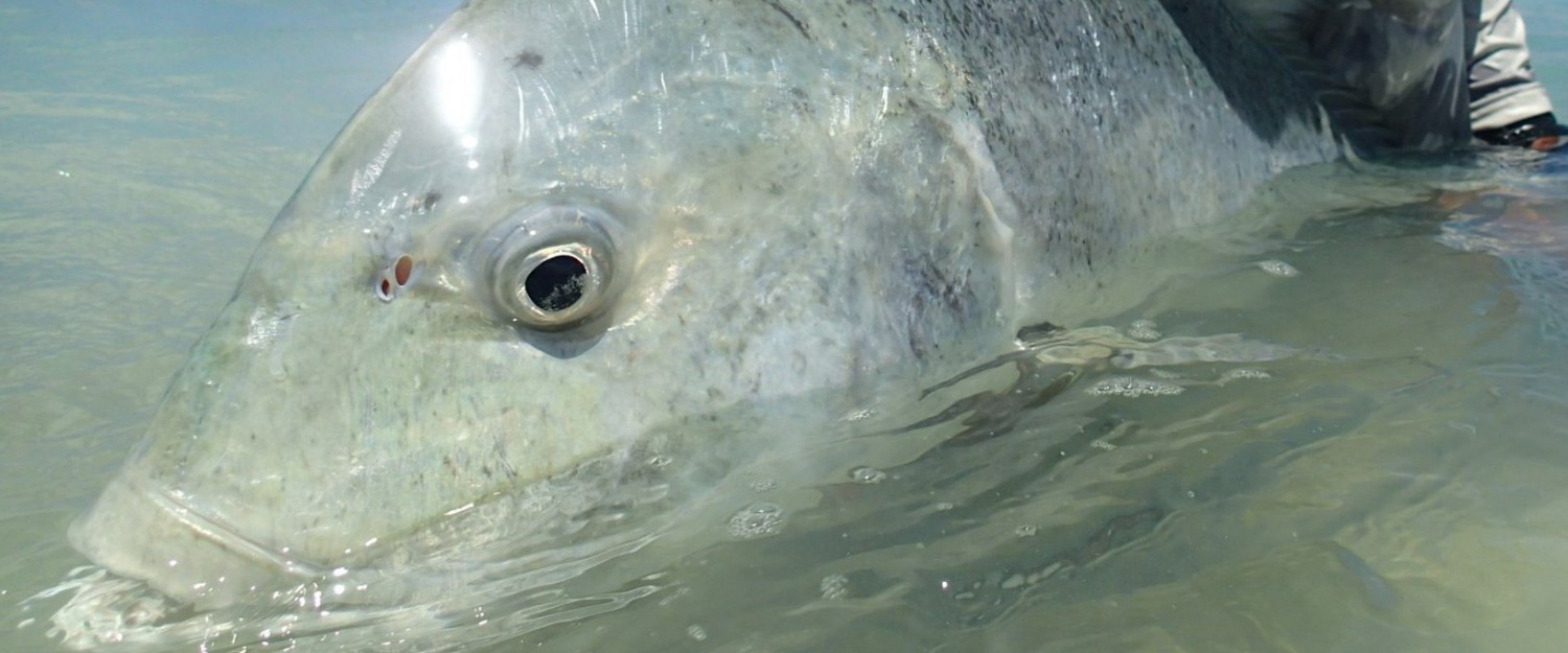 Catches-Seychelles.jpg