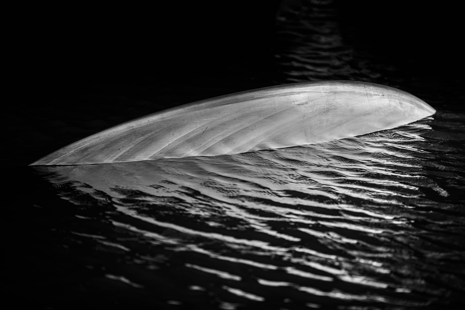 Close up. Photo credit Guillaume Plisson  2.jpg