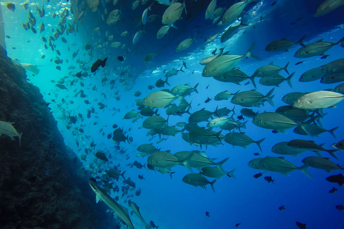 Diving experince in Galapagos .jpg