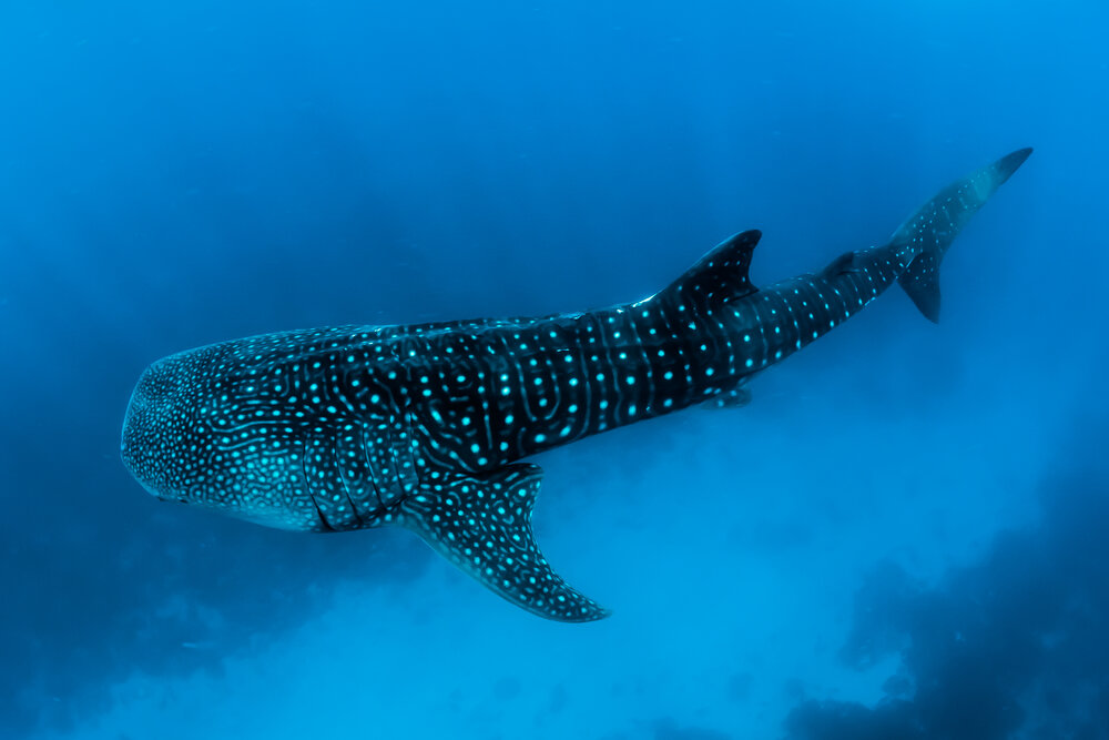 Diving experinece 3.jpg