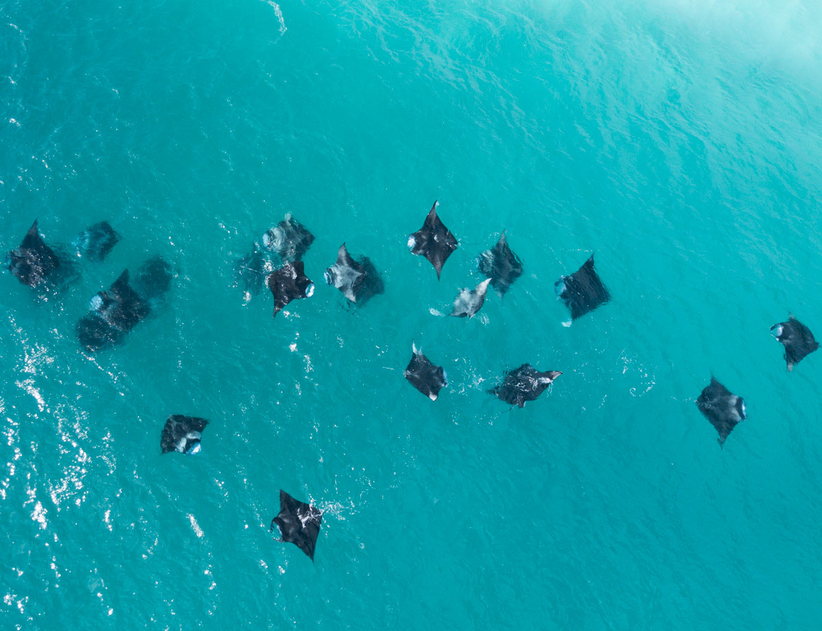 Manta rays from above.jpg