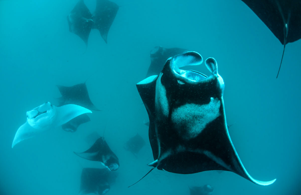 Manta rays.jpg