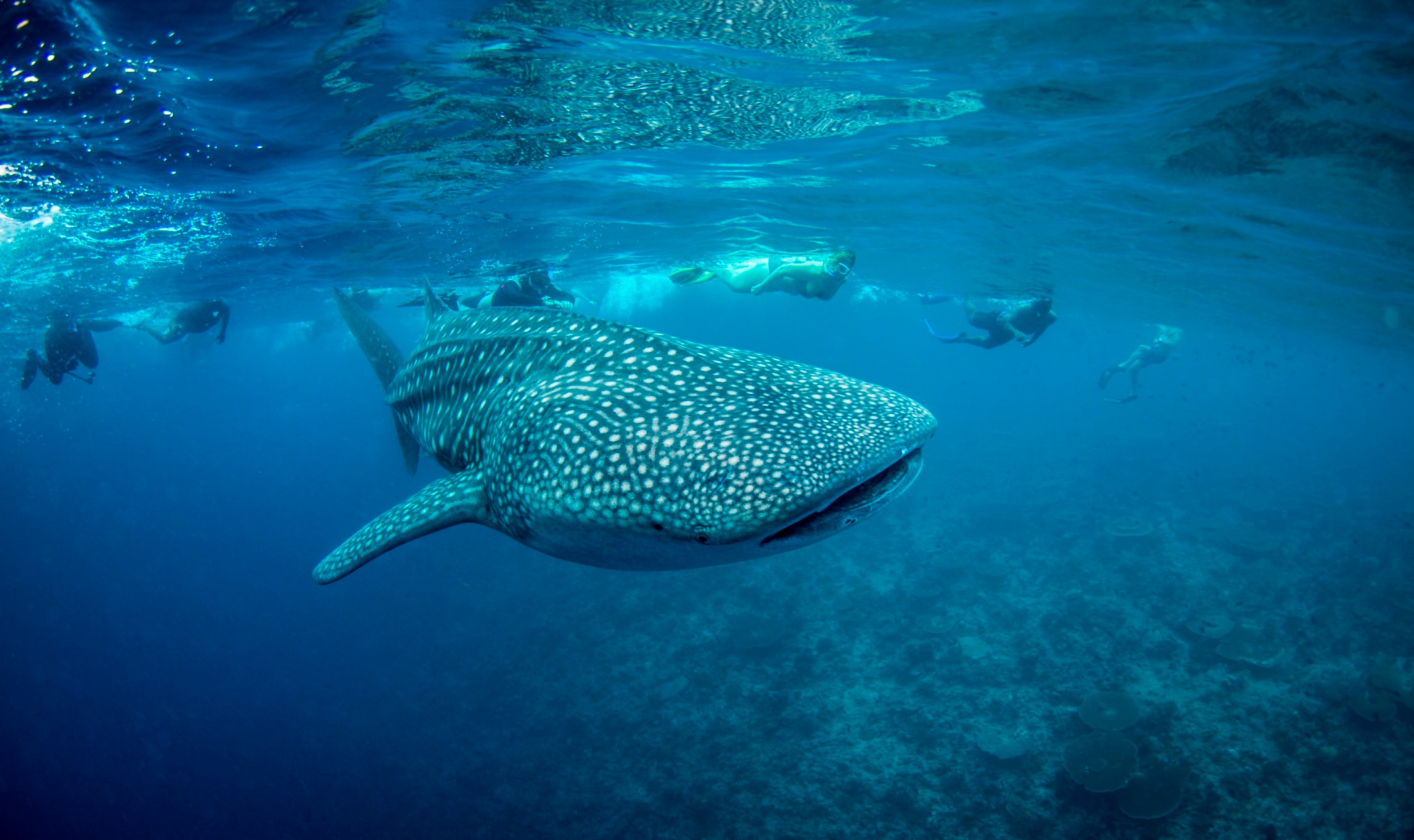 Marine life in the Maldives.jpg