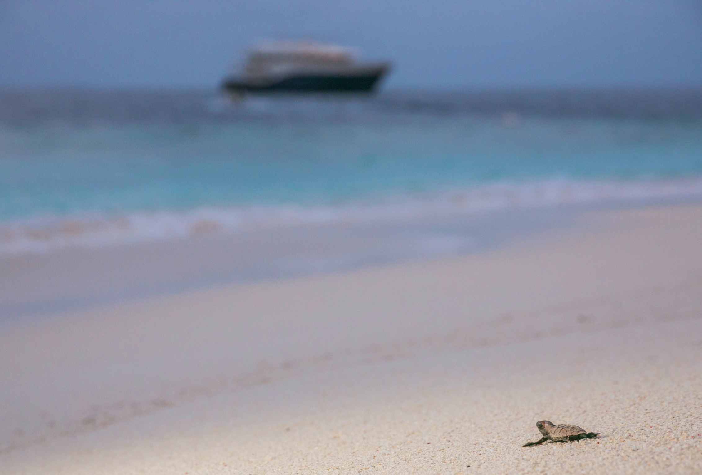 Marine turtle.jpg