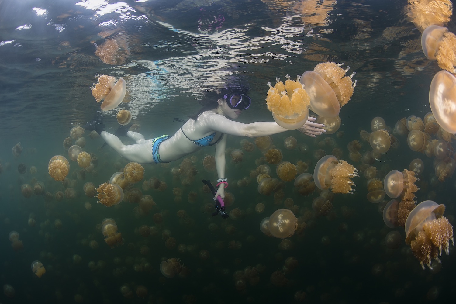 Palau diving .jpg