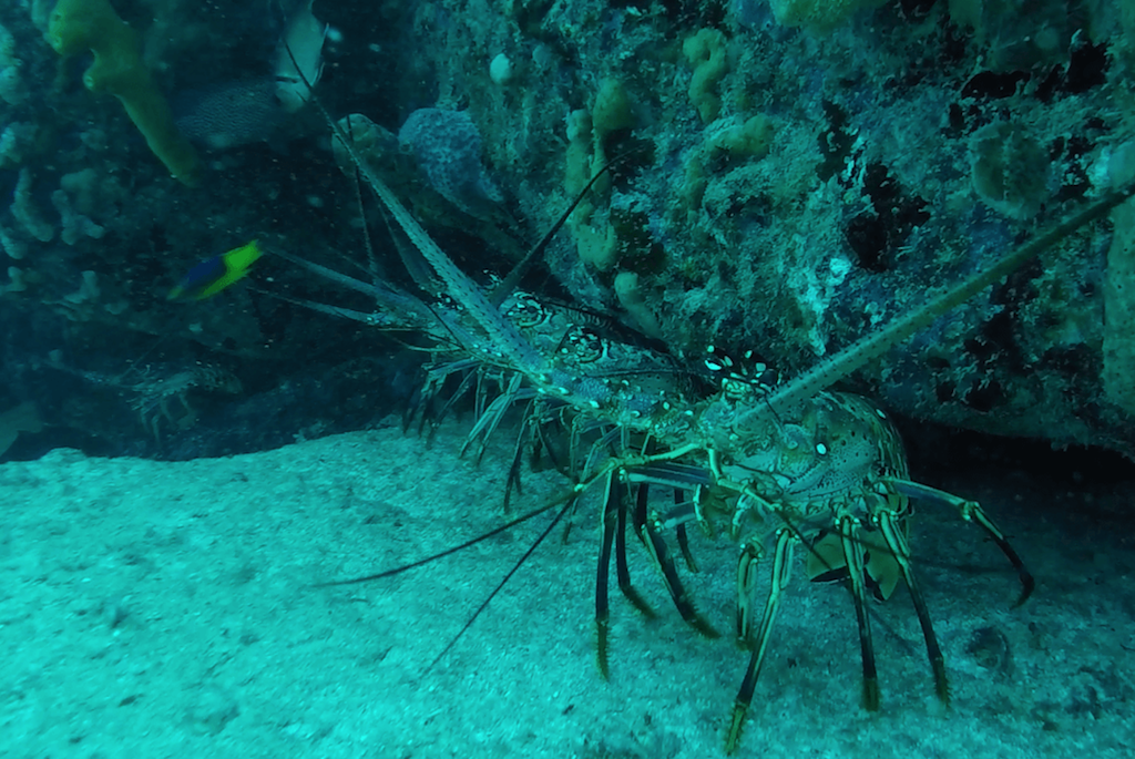 Scuba diving 00004.png