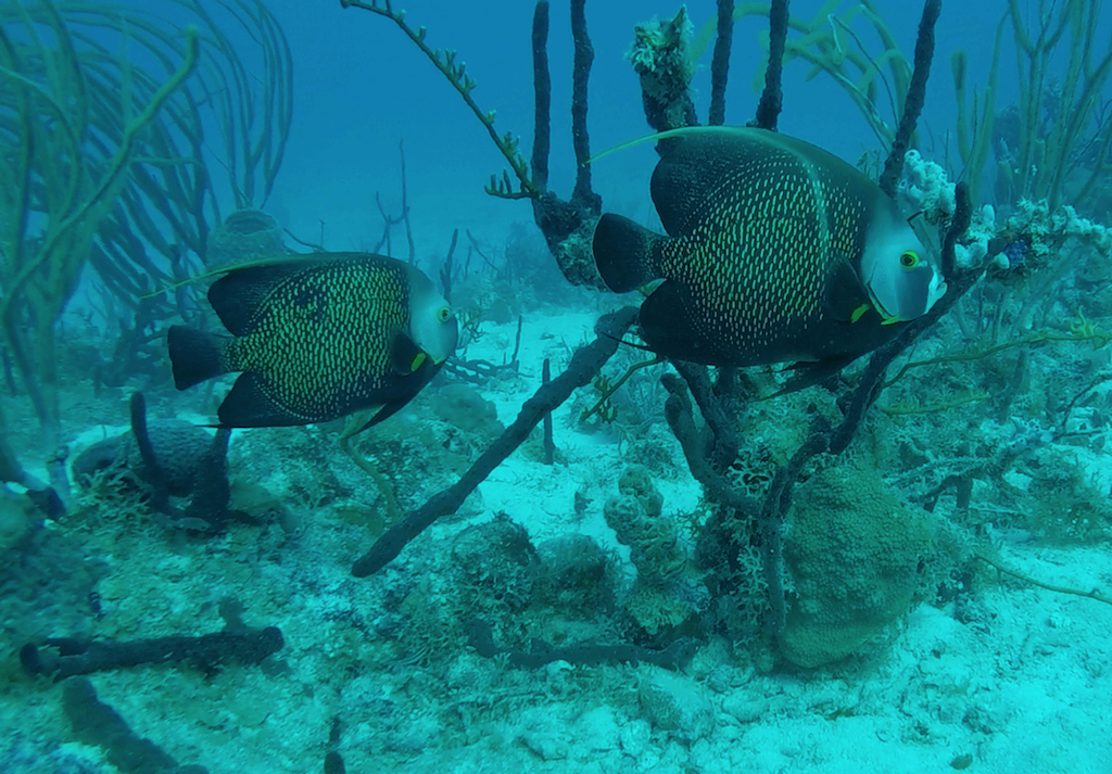 Scuba diving 00005.png