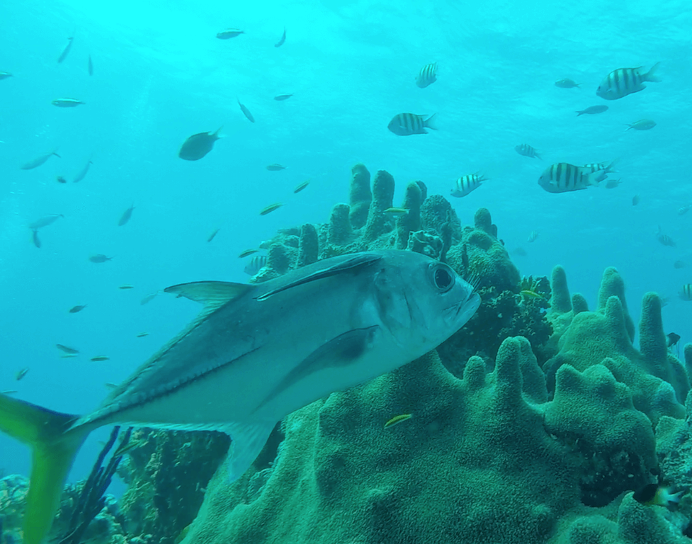 Scuba diving 00006.png