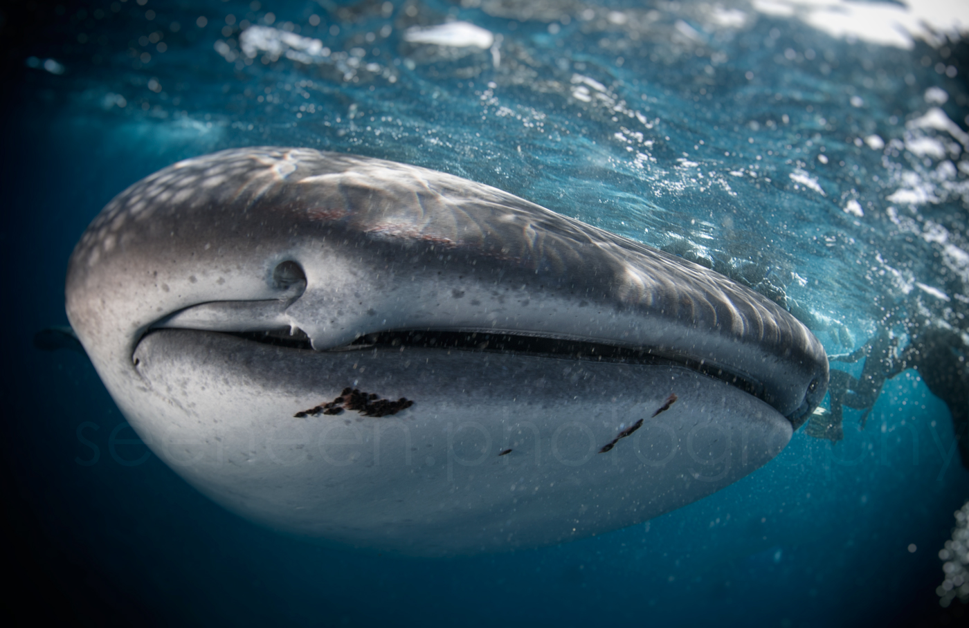 Sealife 2.jpg