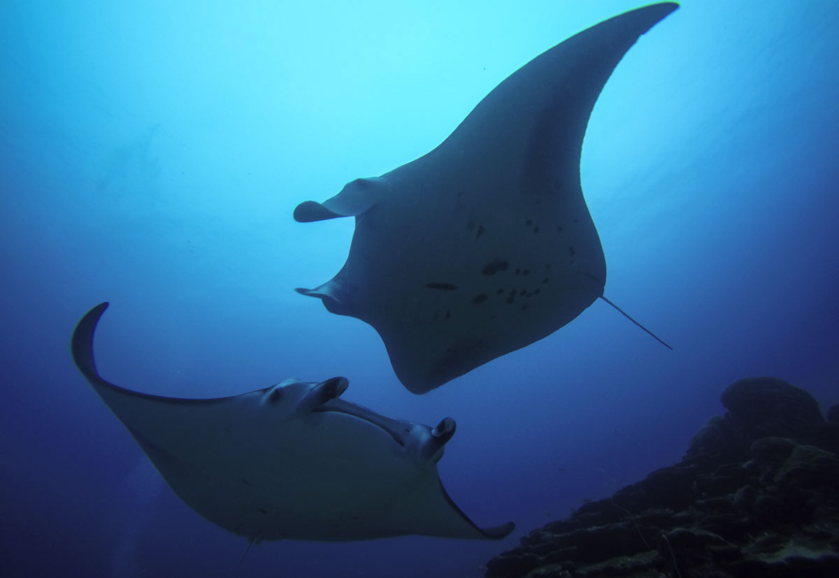 Sealife.jpg