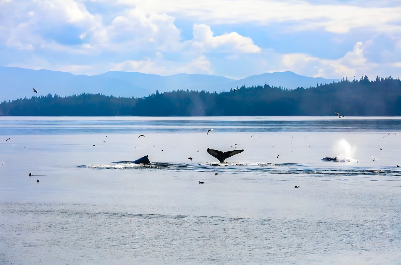 Shana super yacht whales 4.jpg