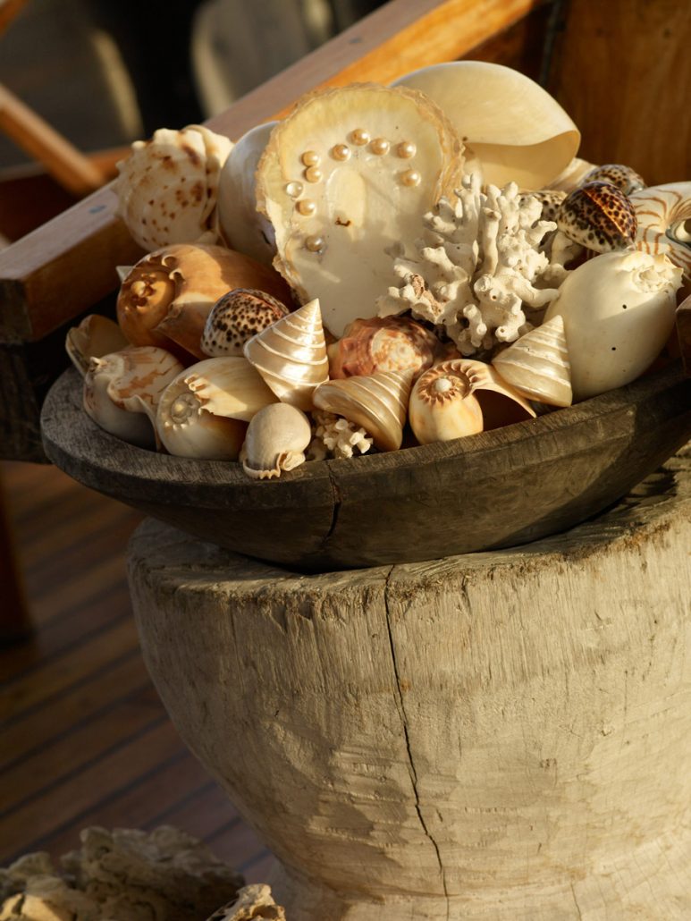 Silolona_indonesia_shells.jpg
