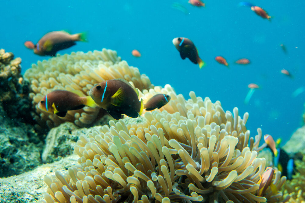 Snorkelling experience.jpg