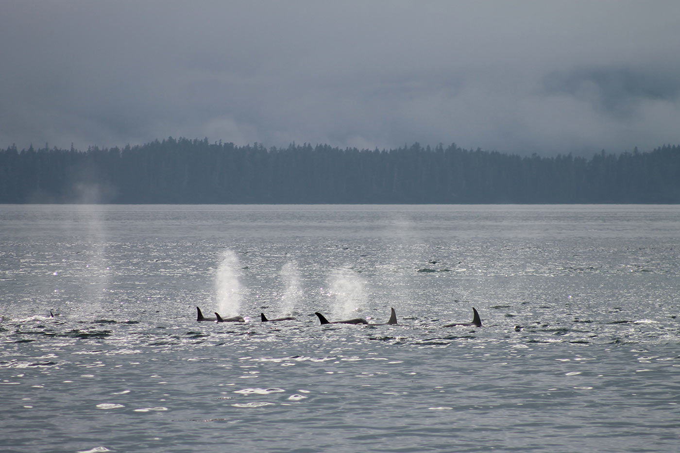 Yacht charter vacation in Alaska 2.jpg