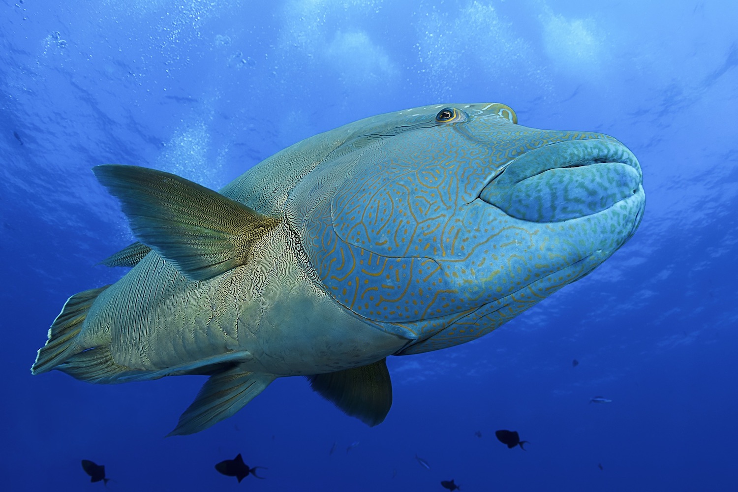 amazing underwater world- Palau.jpg