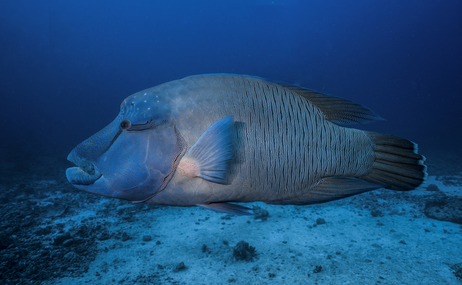 creatures of the sea.jpg