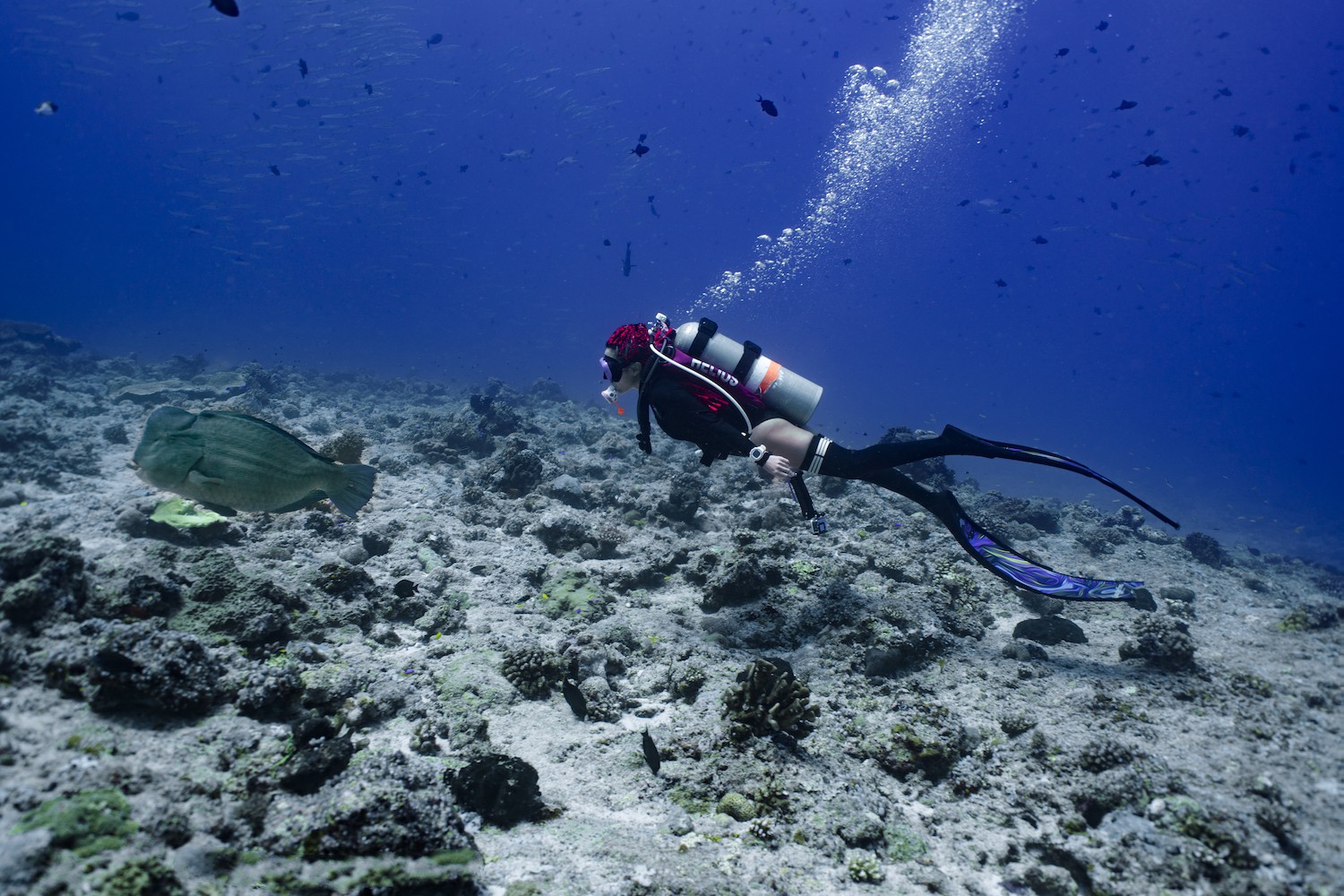 diving in Palau with motor yacht BLACK PEARL I Credit © tree m tour studio palau .jpg