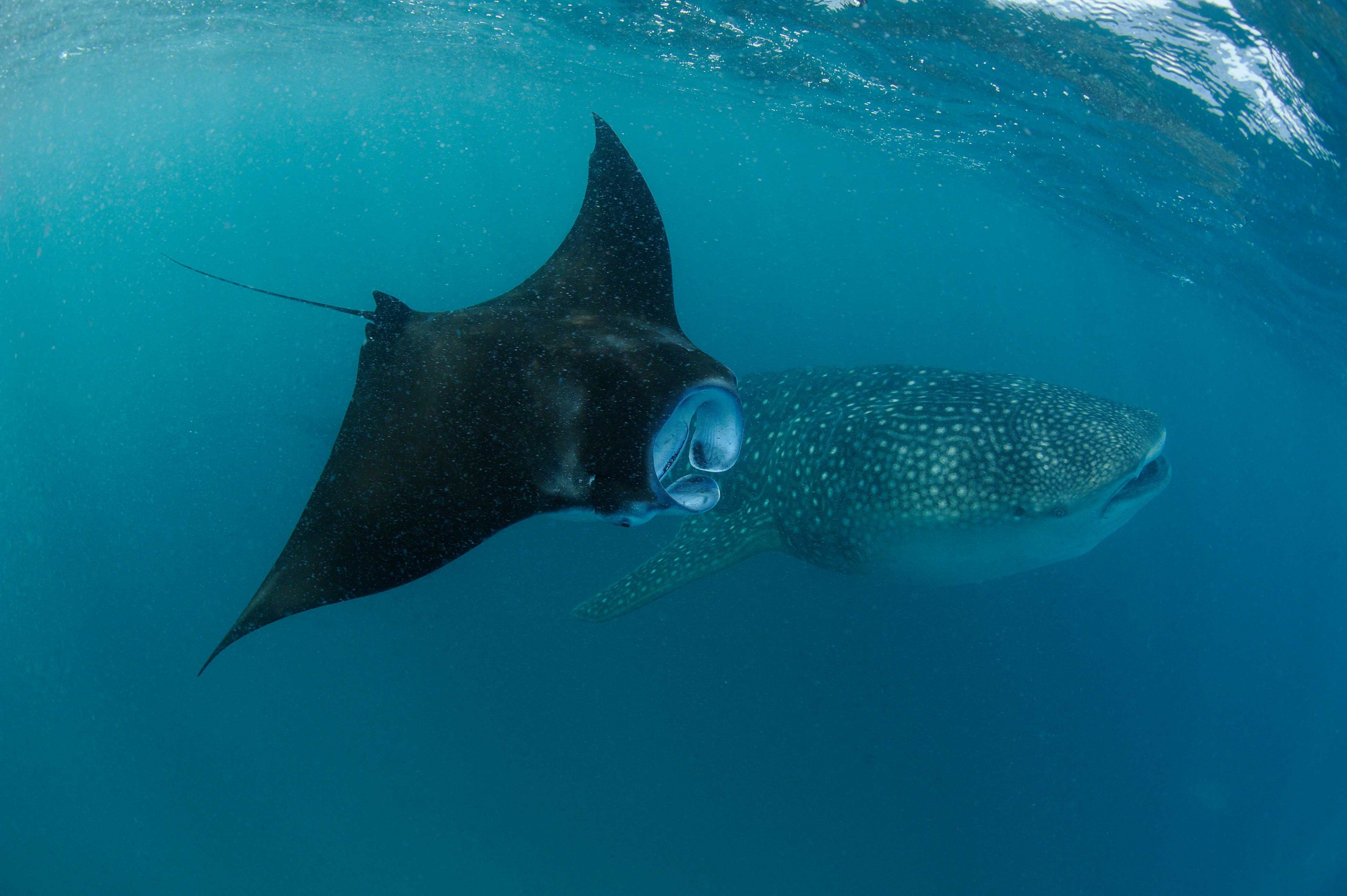 manta-group.jpg