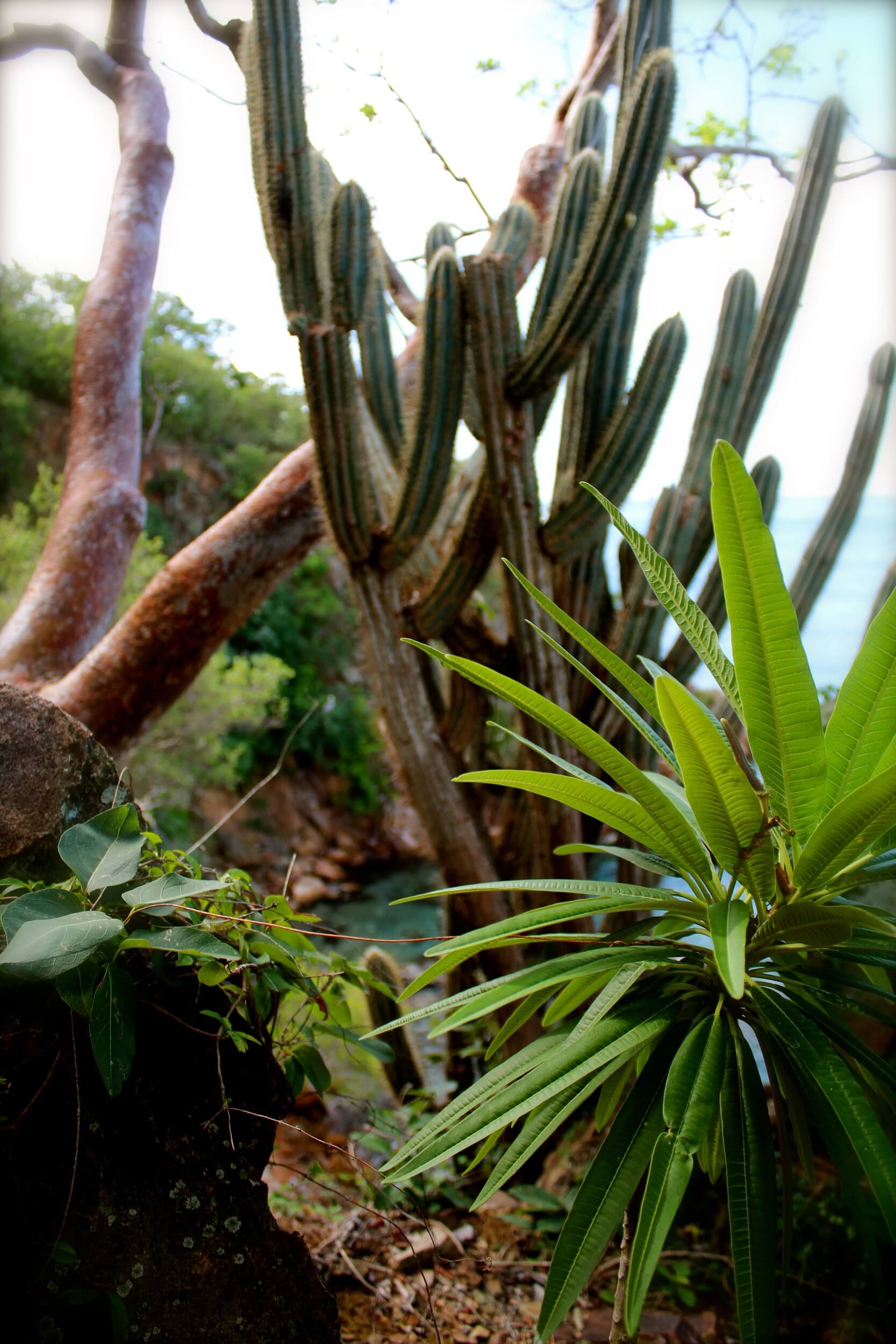 plant.jpg