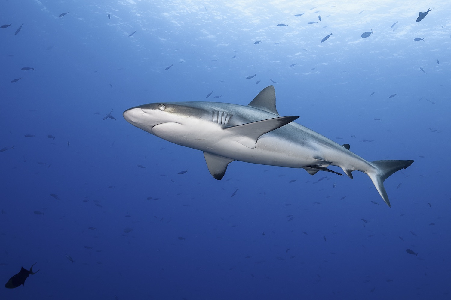 shark.jpg
