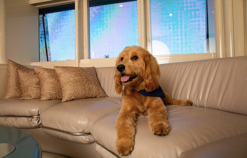 sofa with dog.jpg