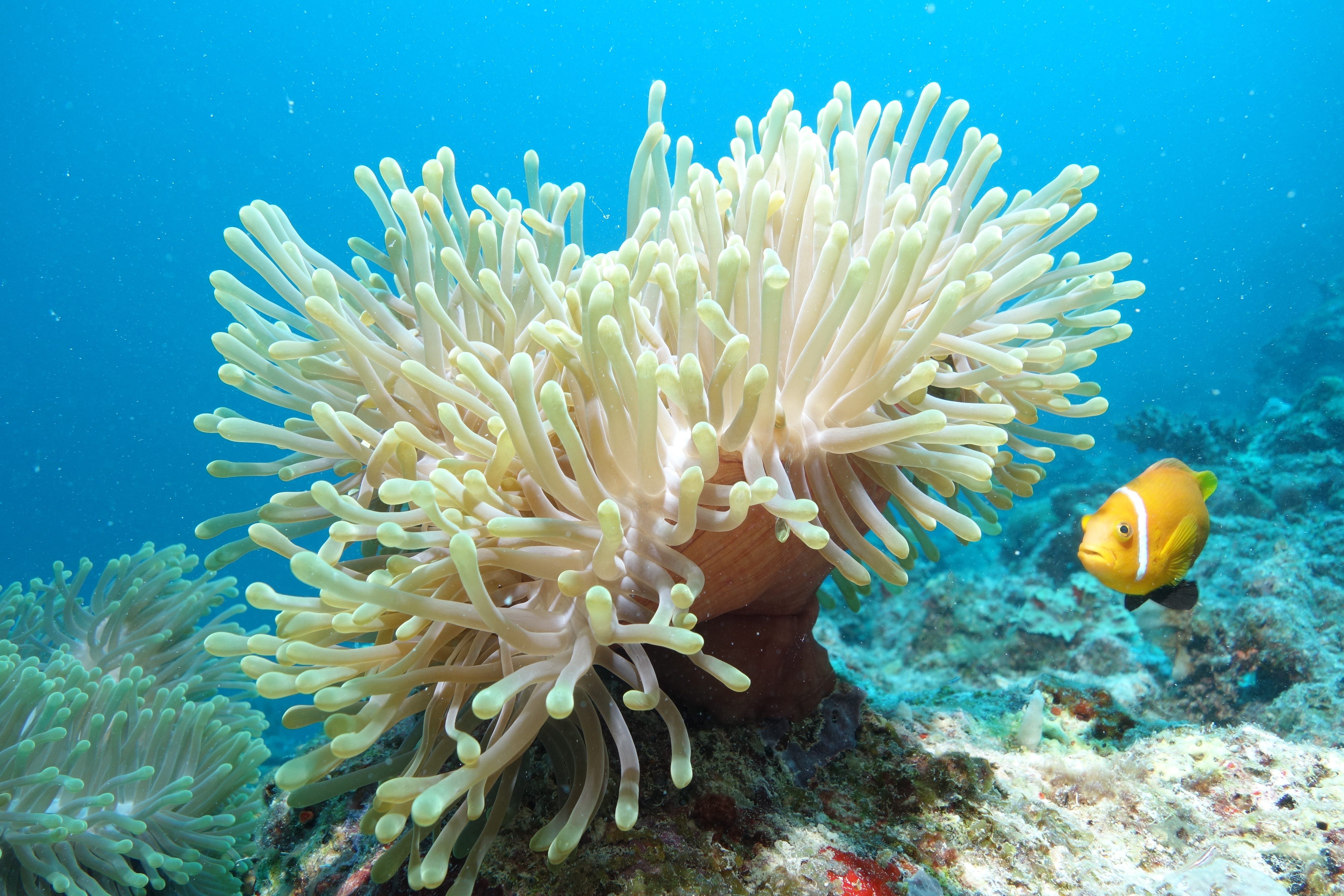underwater life .jpg