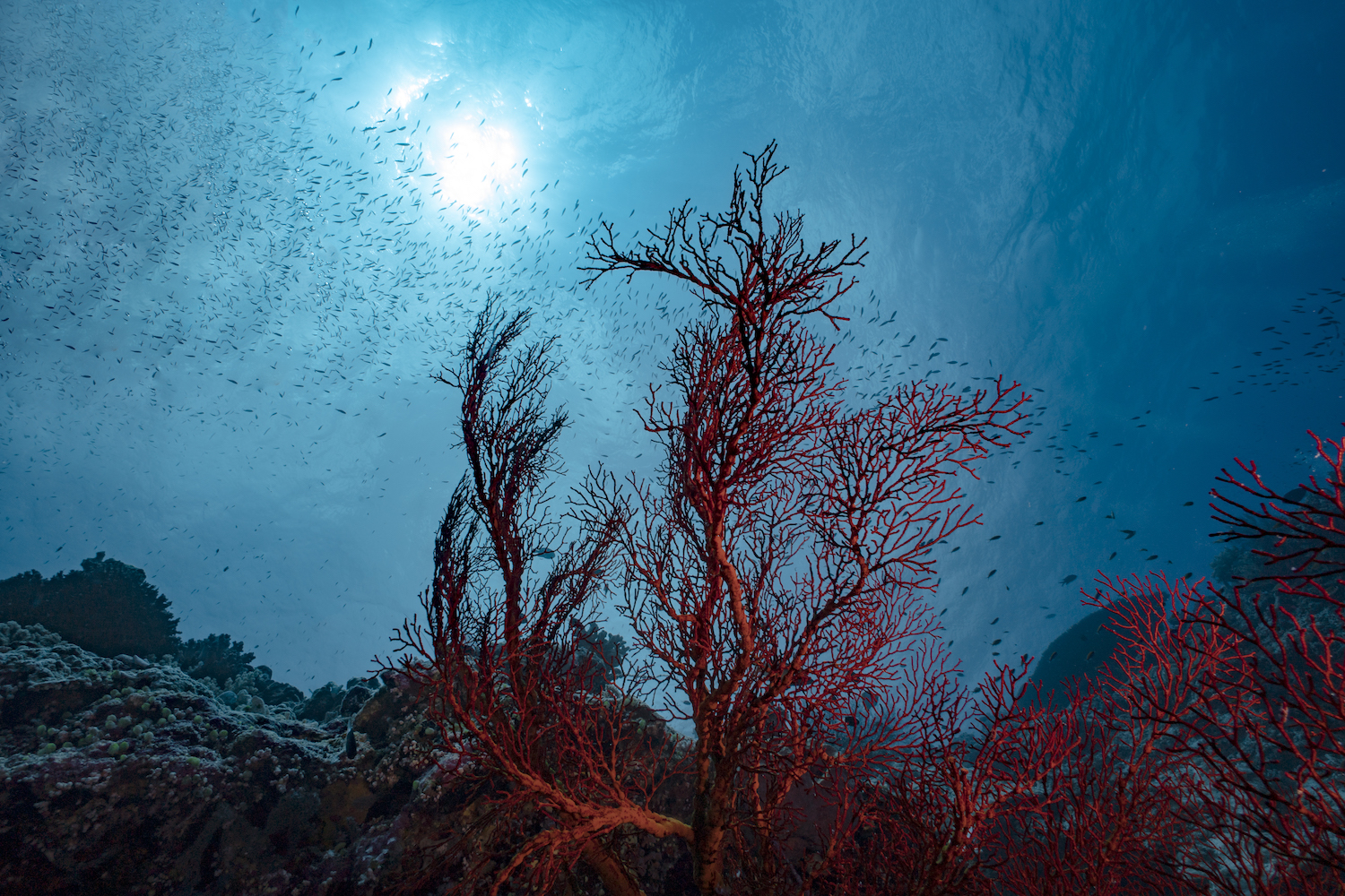 underwater life in Palau .jpg