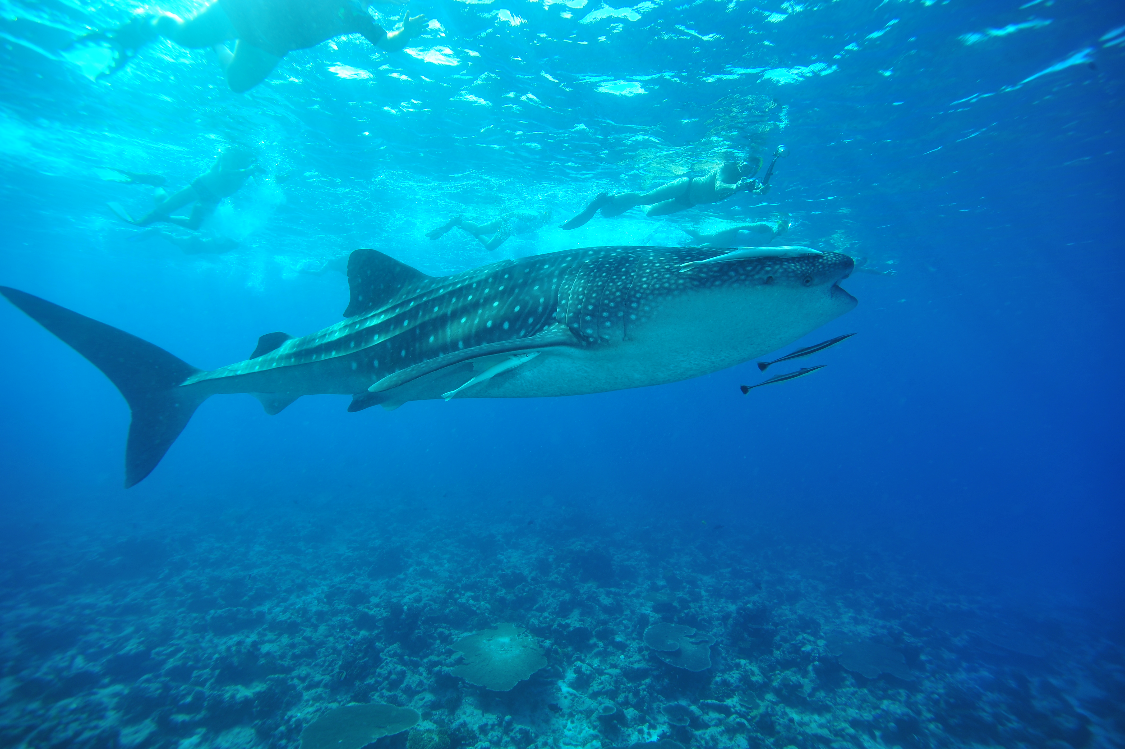 underwater life.jpg