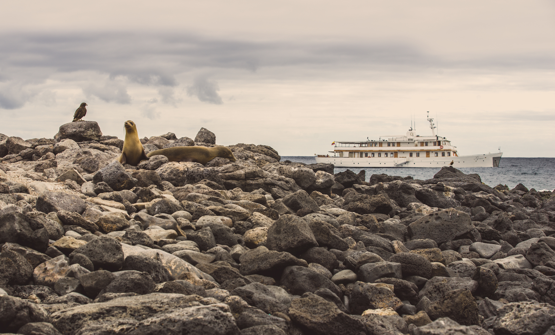 Hawk Sealions.jpg