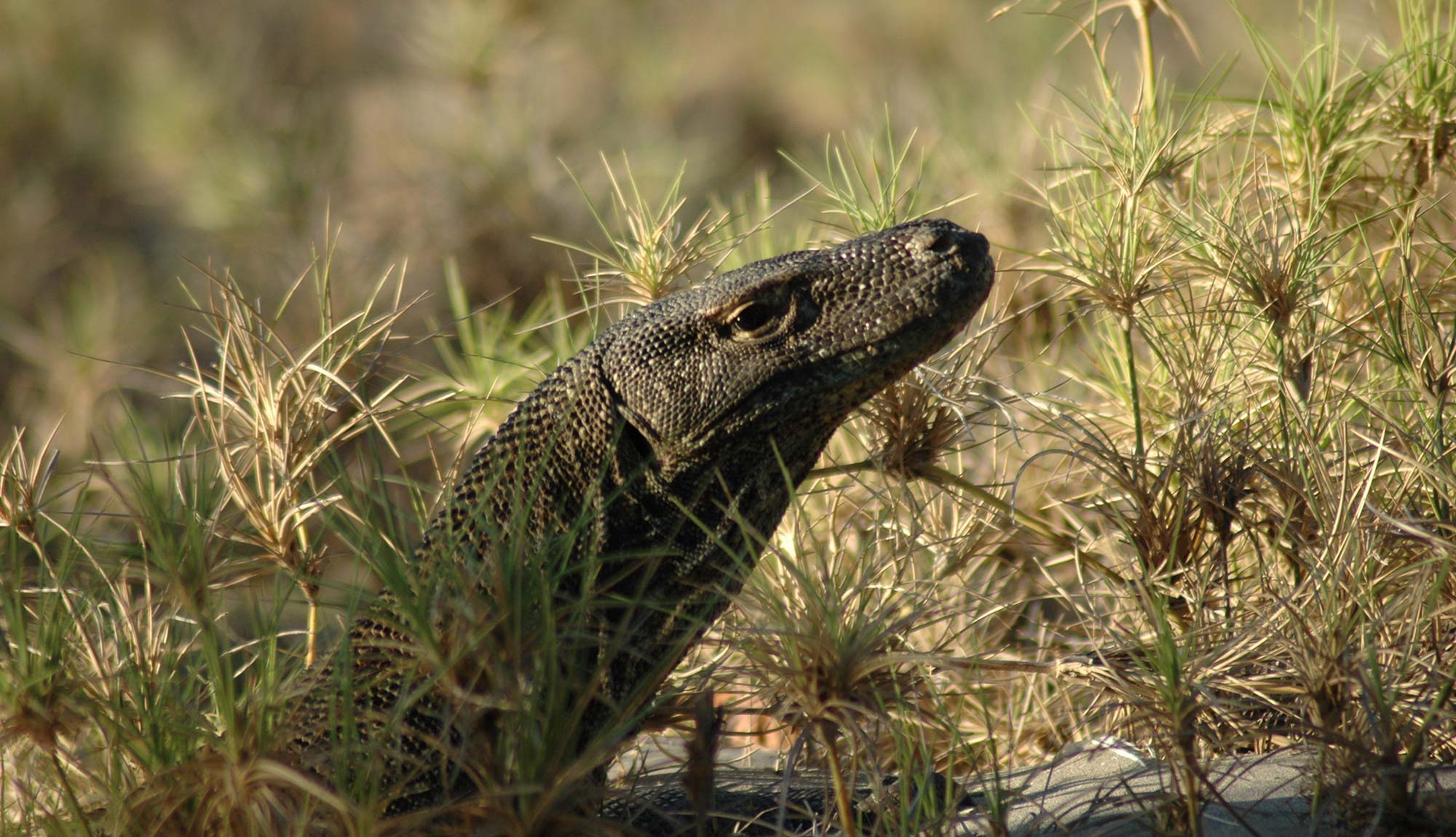 Destination - Komodo.jpg