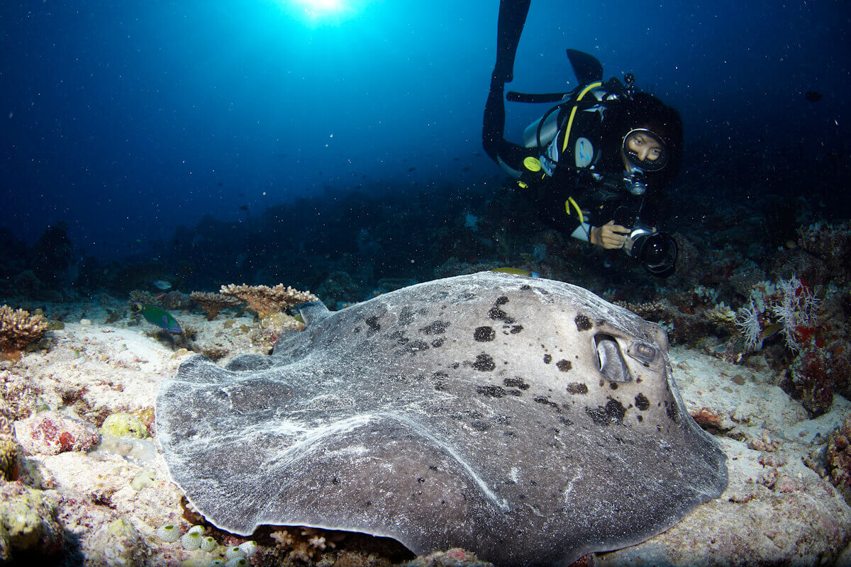 Diving  .jpg