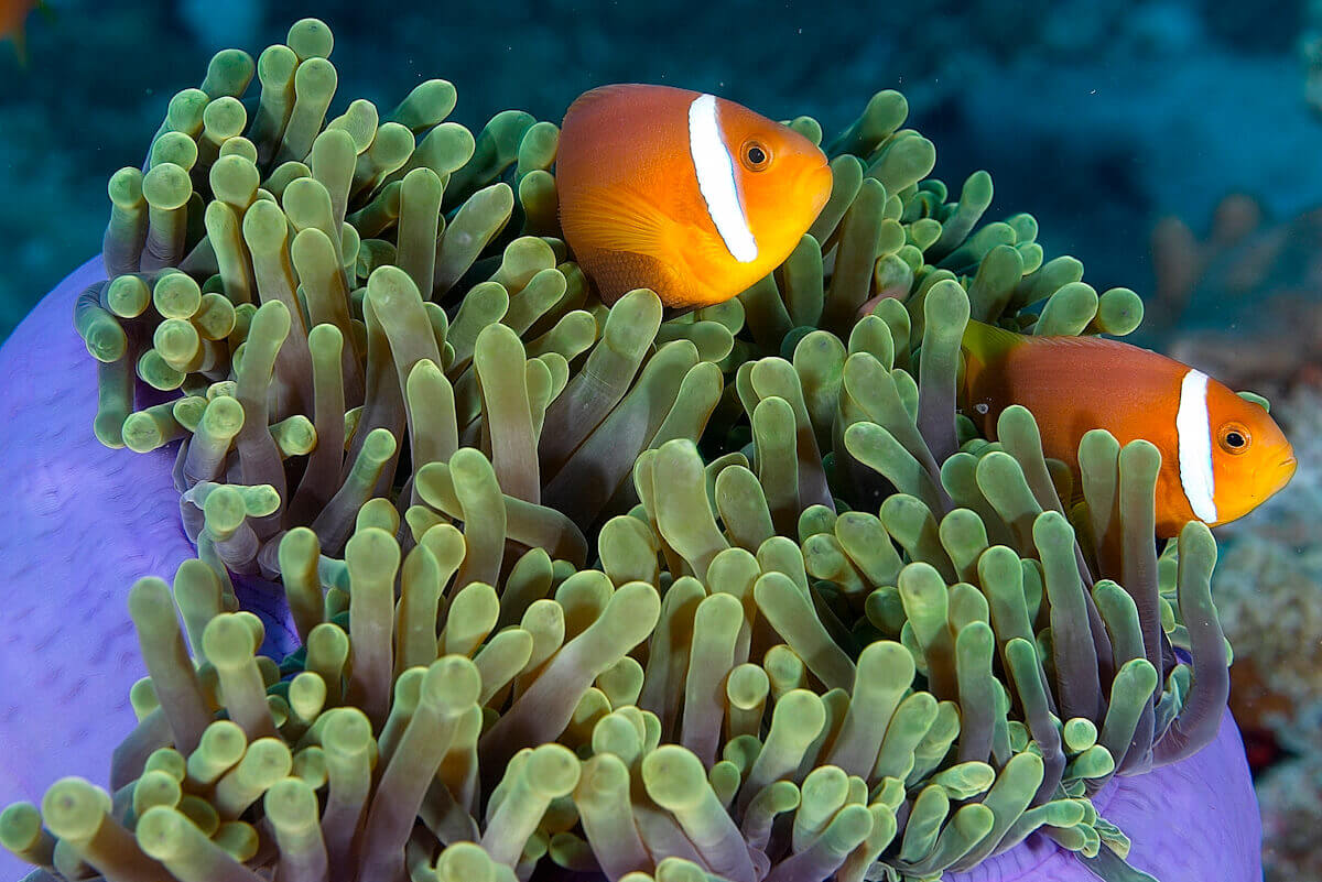 Diving in the Maldives 2.jpg