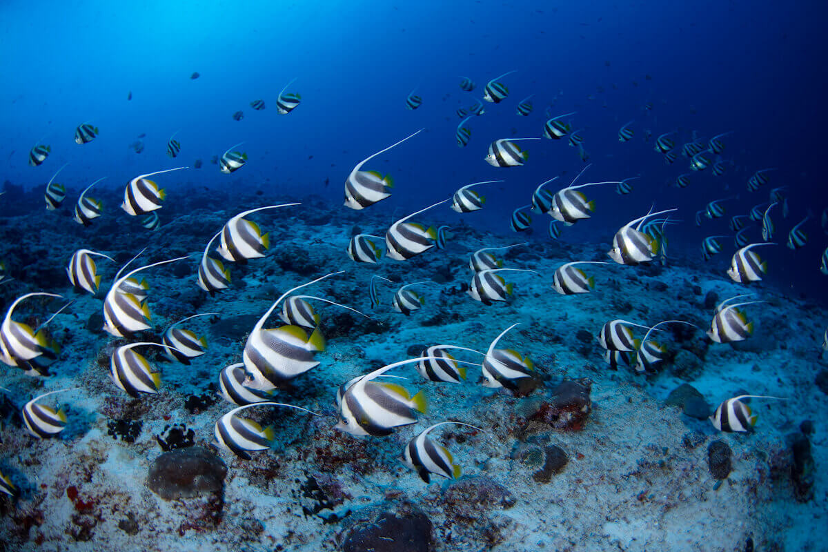 Diving in the Maldives.jpg