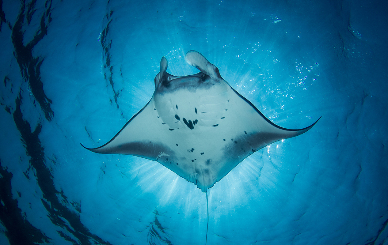 Marine Life 3.jpg