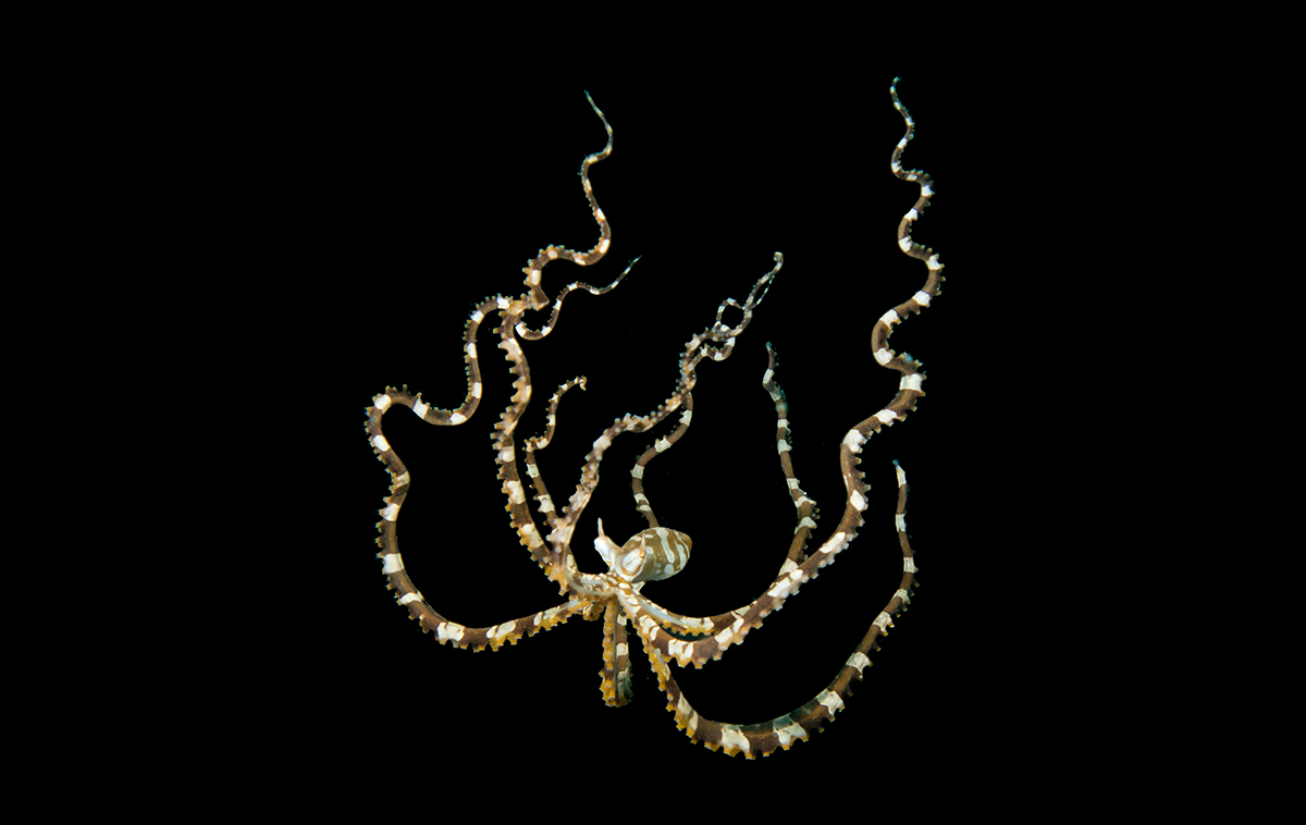 Marine Life 4.jpg