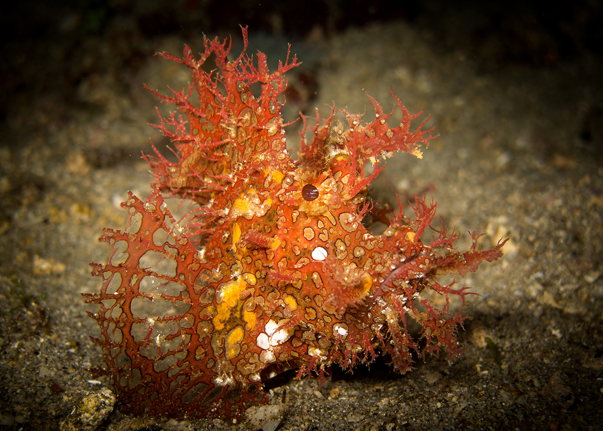Marine Life 45.jpg