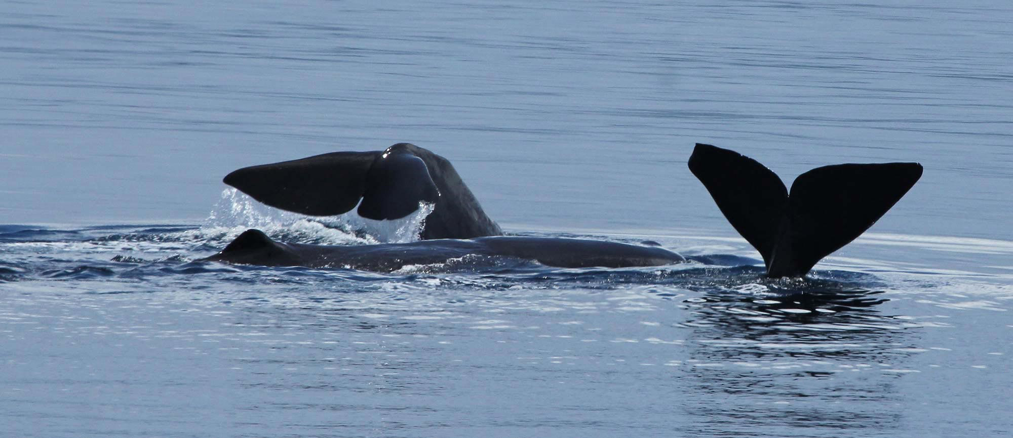Whale Watching.jpg