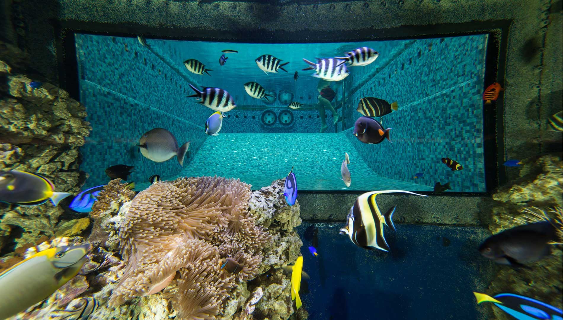 Aquarium and mosaic swimming pool.jpg