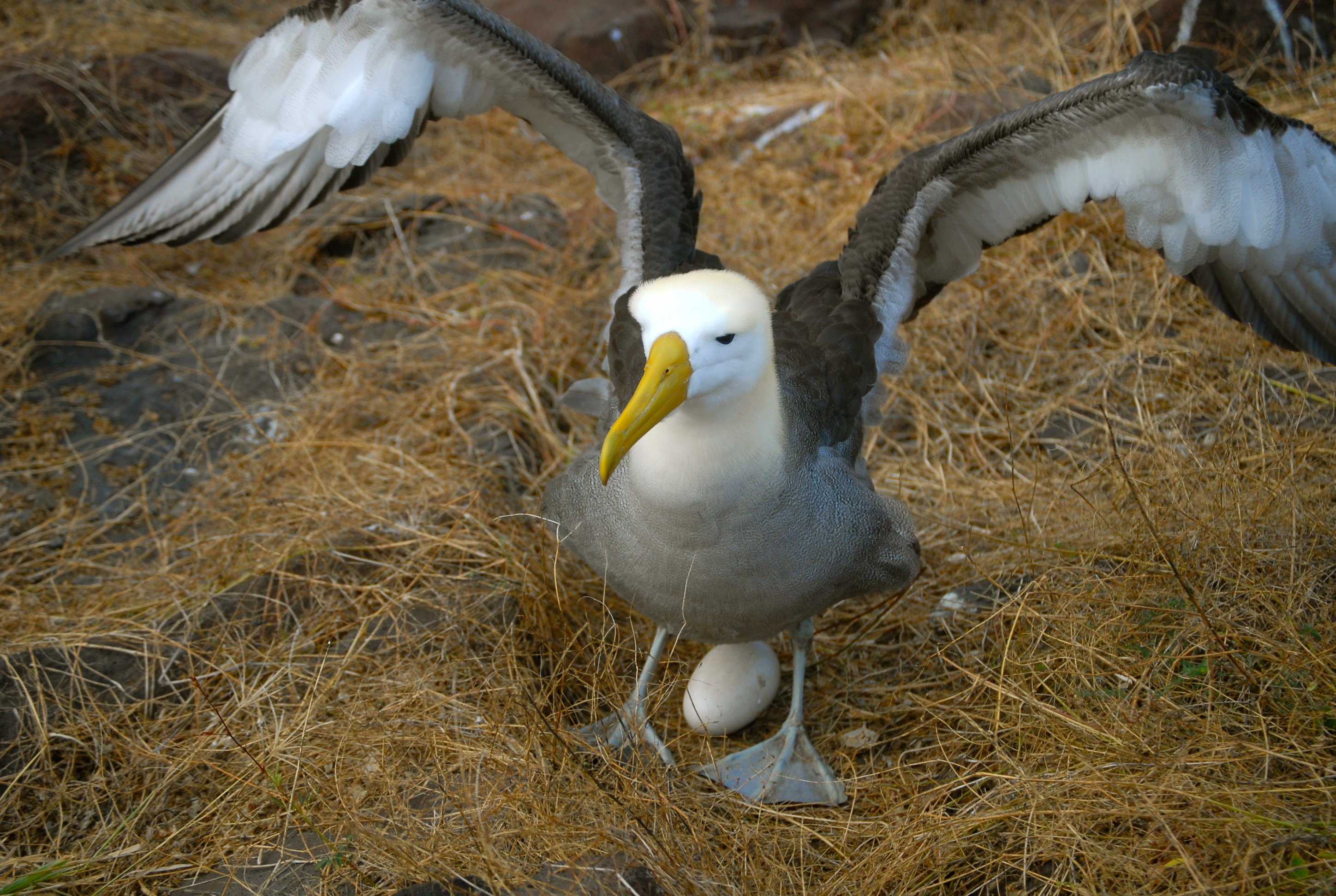 birdlife.jpg