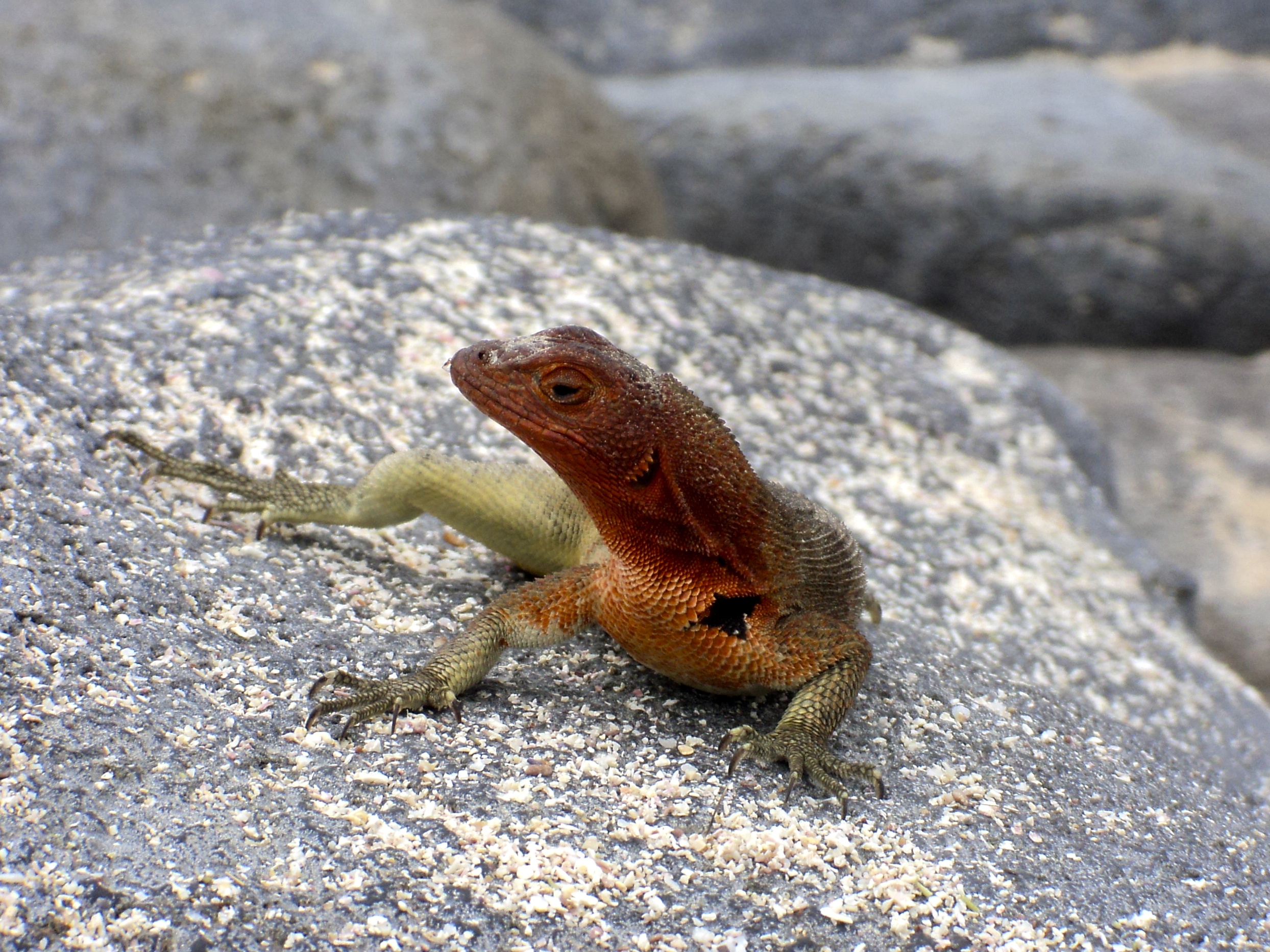 lava lizard.jpg