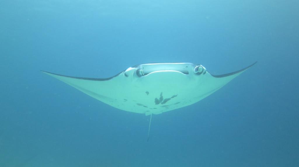 mantaray.jpg