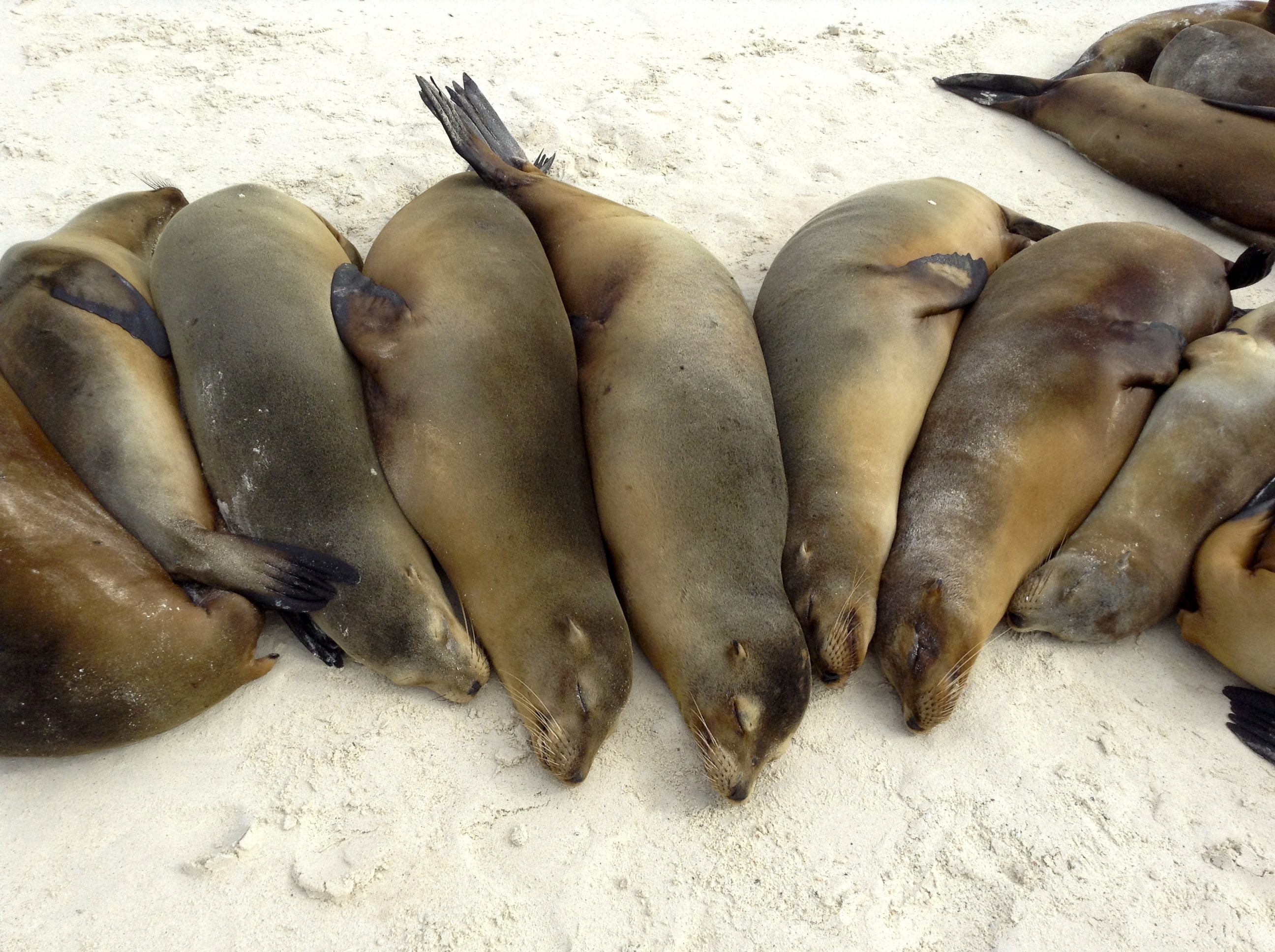 sea lions.jpg